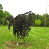 Fagus sylvatica 'Black Swan' - buk pospolity - Fagus sylvatica  'Black Swan'