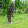 Fagus sylvatica 'Black Swan' - buk pospolity - Fagus sylvatica  'Black Swan'