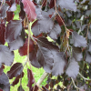 Fagus sylvatica 'Black Swan' - Gemeine Buche ; Rot-Buche - Fagus sylvatica  'Black Swan'