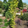 Fagus sylvatica 'Dawyck Gold' - buk pospolity - Fagus sylvatica 'Dawyck Gold'