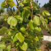 Fagus sylvatica 'Dawyck Gold' - buk pospolity - Fagus sylvatica 'Dawyck Gold'