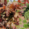 Fagus sylvatica 'Red Obelisk' - European Beech - Fagus sylvatica 'Red Obelisk'