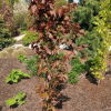 Fagus sylvatica 'Red Obelisk' - Gemeine Buche ; Rot-Buche - Fagus sylvatica 'Red Obelisk'