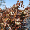 Fagus sylvatica 'Red Obelisk' - European Beech - Fagus sylvatica 'Red Obelisk'