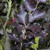 Fagus sylvatica 'Red Obelisk' - Gemeine Buche ; Rot-Buche - Fagus sylvatica 'Red Obelisk'