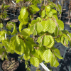 Fagus sylvatica 'Zlatia' - European Beech - Fagus sylvatica 'Zlatia'