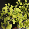 Ginkgo biloba 'Beijing Gold' - Ginkgo Tree ; maidenhair tree - Ginkgo biloba 'Beijing Gold'