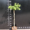 Ginkgo biloba 'Mariken' - Ginkgo Tree ; maidenhair tree - Ginkgo biloba 'Mariken'