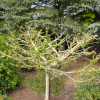 Ginkgo biloba 'Mariken' - Ginkgo Tree ; maidenhair tree - Ginkgo biloba 'Mariken'