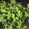 Ginkgo biloba 'Mariken' - Ginkgo Tree ; maidenhair tree - Ginkgo biloba 'Mariken'