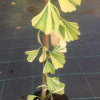 Ginkgo biloba 'Yellow Mellow' - Гинкго двулопастный ; Гинкго Билоба - Ginkgo biloba 'Yellow Mellow'