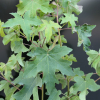 Liquidambar styraciflua-  American sweetgum ; sweetgum, - Liquidambar styraciflua