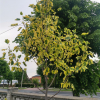 Liriodendron tulipifera 'Aureomarginata' - Лириодендрон тюльпанный ; Тюльпановое дерево - Liriodendron tulipifera 'Aureomarginata'