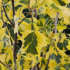 Liriodendron tulipifera 'Aureomarginata' - Лириодендрон тюльпанный ; Тюльпановое дерево - Liriodendron tulipifera 'Aureomarginata'