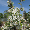Malus 'Red Jewel' - jabłoń - Malus 'Red Jewel'
