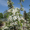 Malus 'Red Jewel'' - Crab apple ; ornamental apple - Malus 'Red Jewel'