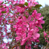 Malus 'Royalty' - Zierapfel - Malus 'Royalty'