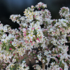 Malus toringo 'Tina' - Crabapple ; ornamental apple - Malus toringo 'Tina'