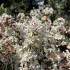 Malus toringo 'Tina' - Crabapple ; ornamental apple - Malus toringo 'Tina'