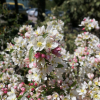 Malus toringo 'Tina' - Crabapple ; ornamental apple - Malus toringo 'Tina'