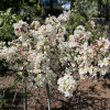 Malus toringo 'Tina' - jabłoń japońska - Malus toringo 'Tina'