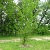 Ostrya carpinifolia - Хмелегра́б обыкнове́нный - Ostrya carpinifolia