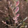 Salix gracilistyla 'Mt. Aso' - rose pink pussy willow - Salix gracilistyla 'Mt. Aso'