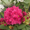 Double Kiss - Rhododendron Hybride - Double Kiss - Rhododendron hybridum