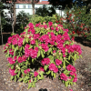 Neon Kiss - Rhododendron Hybride - Neon Kiss - Rhododendron hybridum