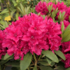 Neon Kiss - Rhododendron Hybride - Neon Kiss - Rhododendron hybridum