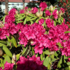 Neon Kiss - Rhododendron Hybride - Neon Kiss - Rhododendron hybridum