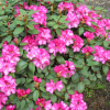 Aprilglocke - różanecznik Williamsa - Aprilglocke - Rhododendron williamsianum
