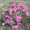 Aprilglocke - różanecznik Williamsa - Aprilglocke - Rhododendron williamsianum