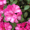 Aprilglocke - różanecznik Williamsa - Aprilglocke - Rhododendron williamsianum