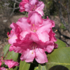 August Lamken - Рододендрон гибридный - August Lamken - Rhododendron hybridum