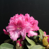 Claudius - różanecznik Williamsa - Claudius - Rhododendron hybridum