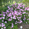 Vater Böhlje - Рододендрон Bильямса - Vater Böhlje - Rhododendron williamsianum