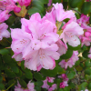 Vater Böhlje - Рододендрон Bильямса - Vater Böhlje - Rhododendron williamsianum