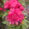 Astrid - Rhododendron yakushimanum - Astrid - Rhododendron yakushimanum