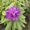 Bohlken's Lupinenberg Laguna-  Rhododendron yakushimanum - Bohlken's Lupinenberg Laguna -Rhododendron yakushimanum