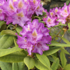 Bohlken's Lupinenberg Laguna  - różanecznik jakuszimański - Bohlken's Lupinenberg Laguna -Rhododendron yakushimanum