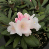 Edelweiss -  Rhododendron selekt degronianum ssp. yakushimanum - Edelweiss -  Rhododendron selekt degronianum ssp. yakushimanum
