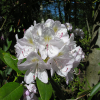 Album Novum - Рододендрон гибридный - Album Novum - Rhododendron hybridum