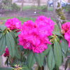 Andantino - Rhododendron hybrid - Andantino - Rhododendron hybridum