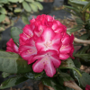 Ann Lindsay - różanecznik wielkokwiatowy - Ann Lindsay - Rhododendron hybridum