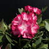 Ann Lindsay - Rhododendron hybrid - Ann Lindsay - Rhododendron hybridum