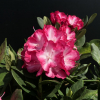 Ann Lindsay - różanecznik wielkokwiatowy - Ann Lindsay - Rhododendron hybridum