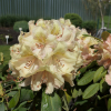 Belkanto - Рододендрон гибридный - Belkanto - Rhododendron hybridum