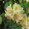 Belkanto - Рододендрон гибридный - Belkanto - Rhododendron hybridum