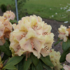 Belkanto - Рододендрон гибридный - Belkanto - Rhododendron hybridum